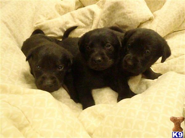 labrador retriever puppy posted by Rick Swenson